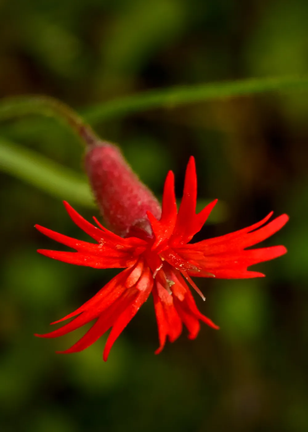 Silene, SBBG Photo Contest 2013