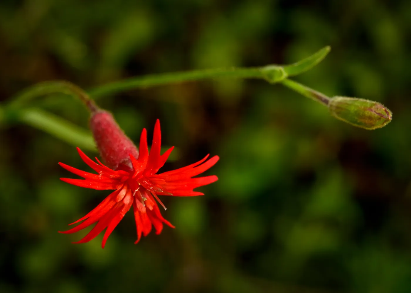 Silene, SBBG Photo Contest 2013