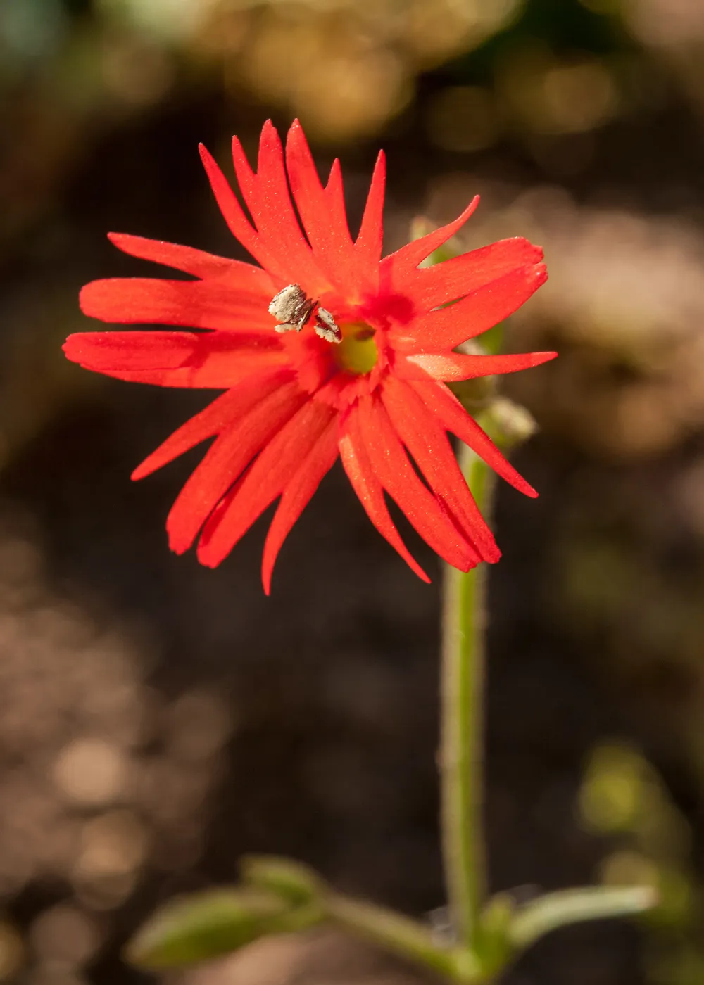 Silene, SBBG Photo Contest 2013