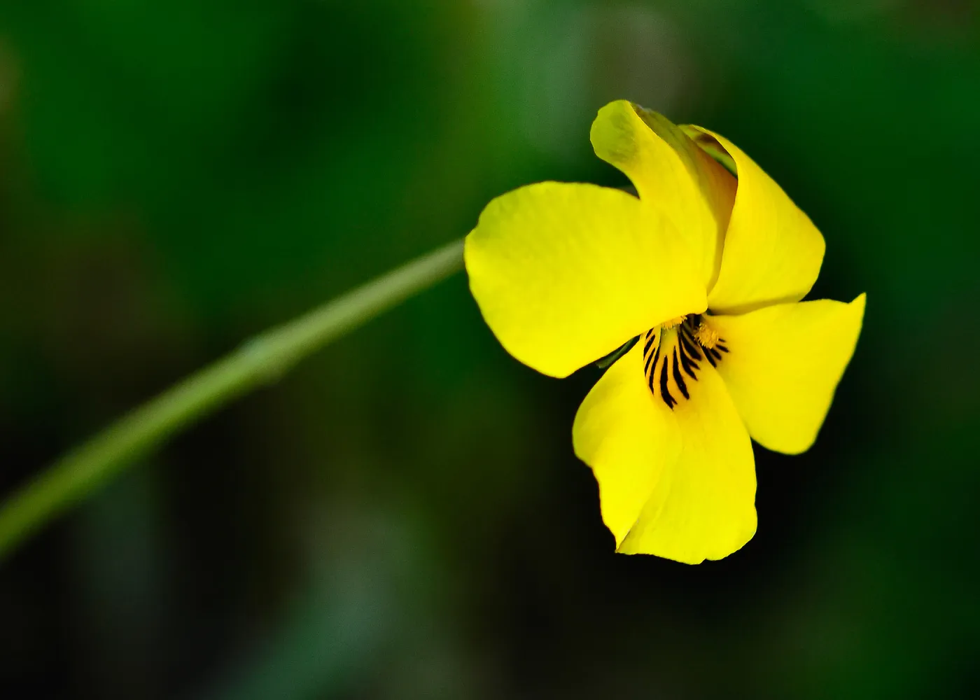 yellow violet, SBBG Photo Contest 2013