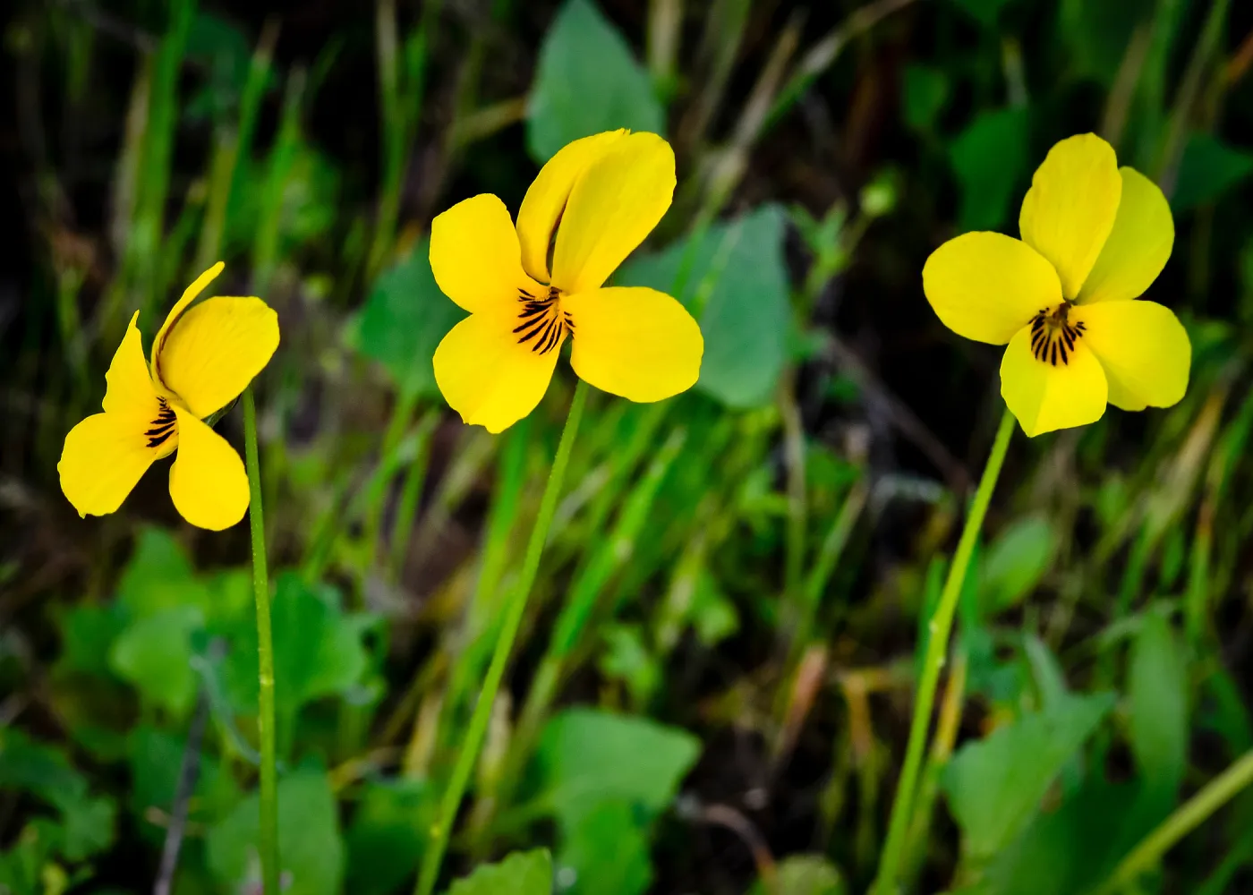 yellow violets, SBBG Photo Contest 2013
