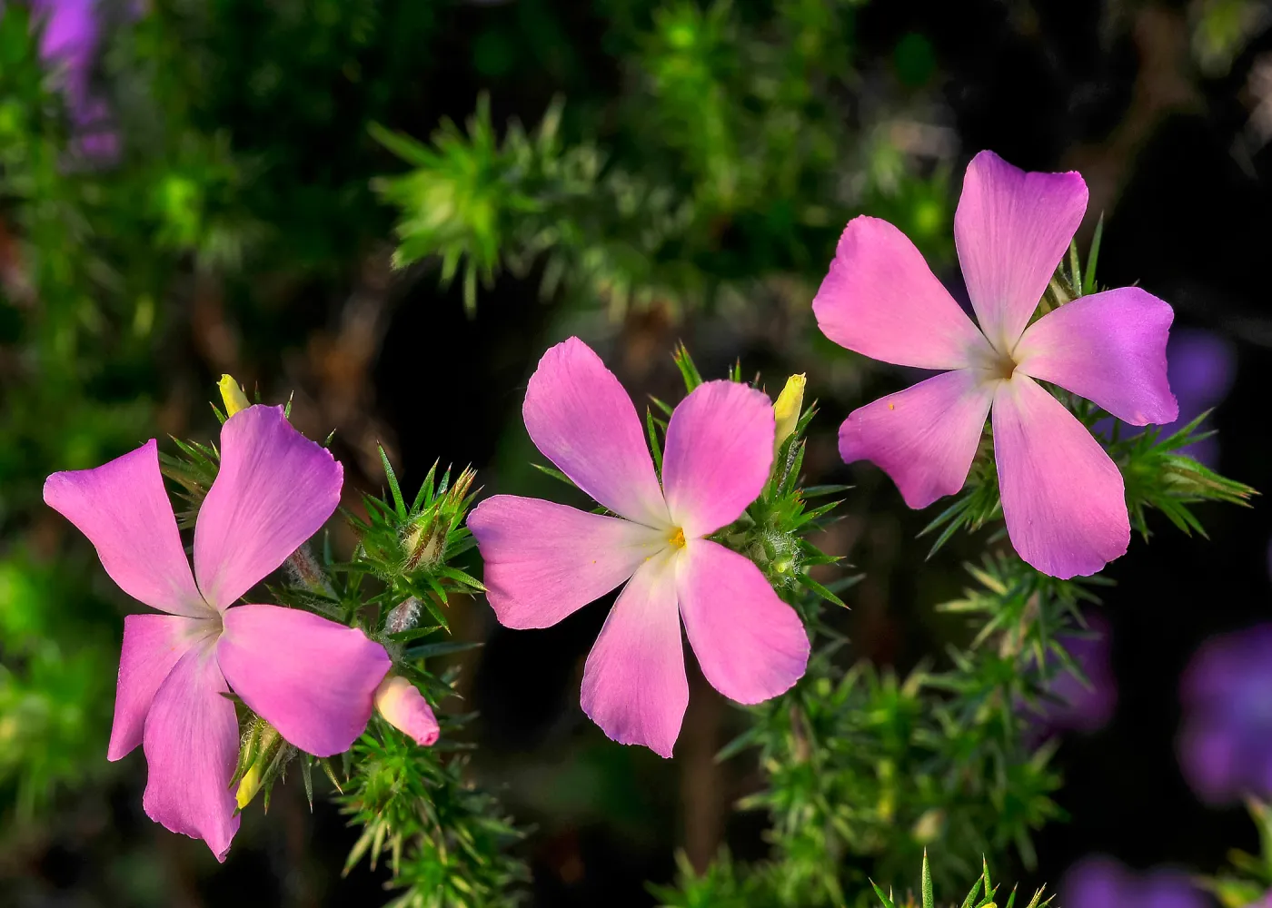 Prickly phlox, SBBG Photo Contest 2013
