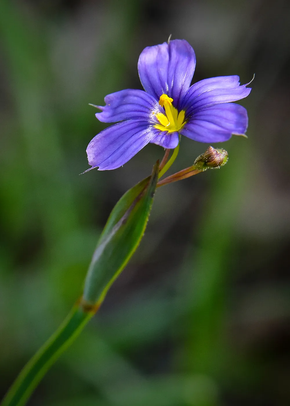 Blue Eyed grass, Sisyrinchium, SBBG Photo Contest 2013