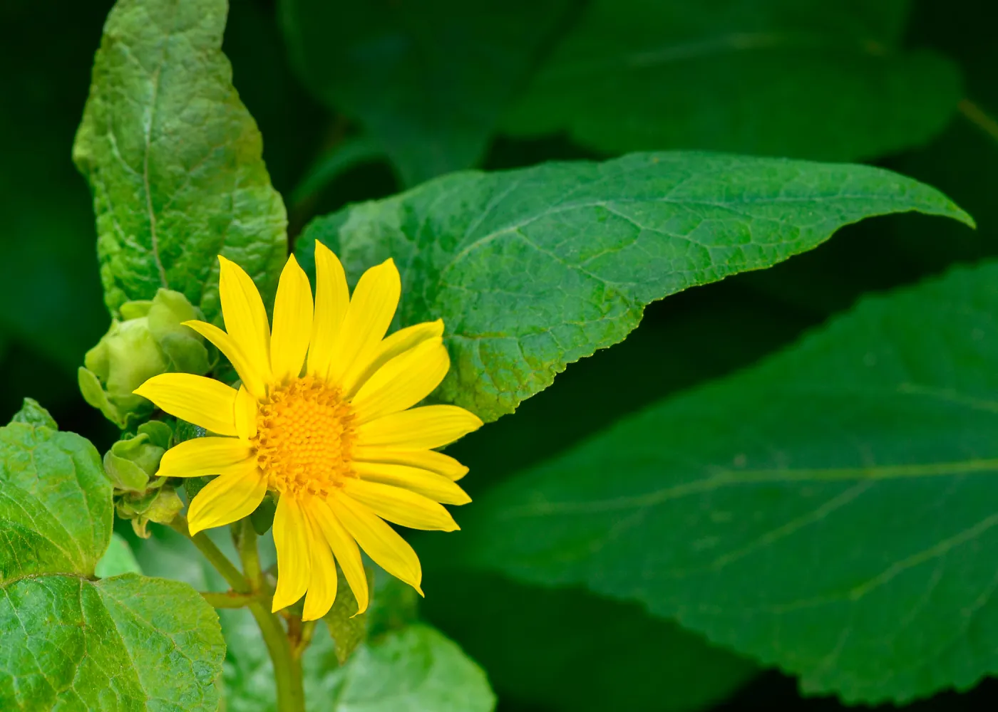 yellow sunflower, SBBG Photo Contest 2013