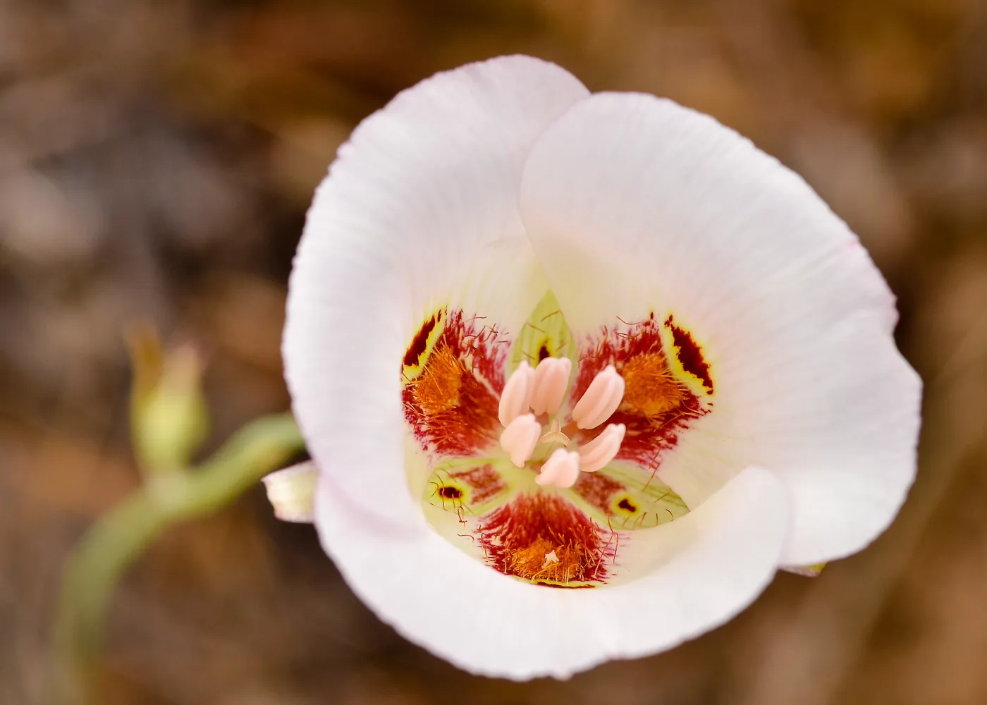 white Calochortus, SBBG Photo Contest 2013