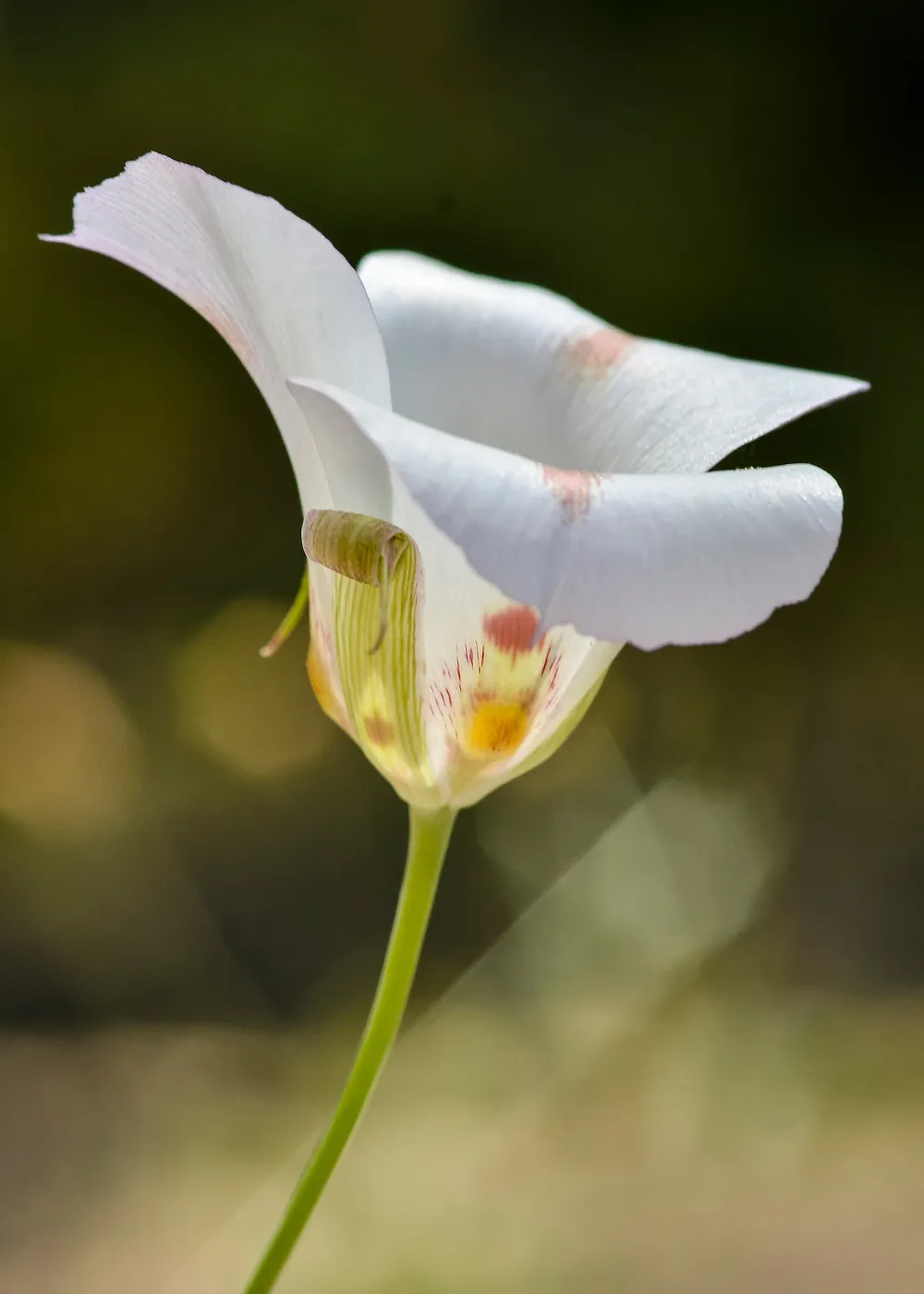white Calochortus, SBBG Photo Contest 2013