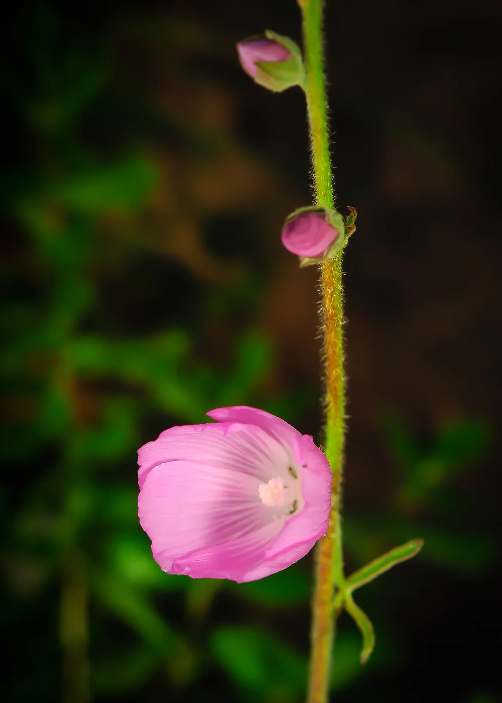Sidalcea, SBBG Photo Contest 2013