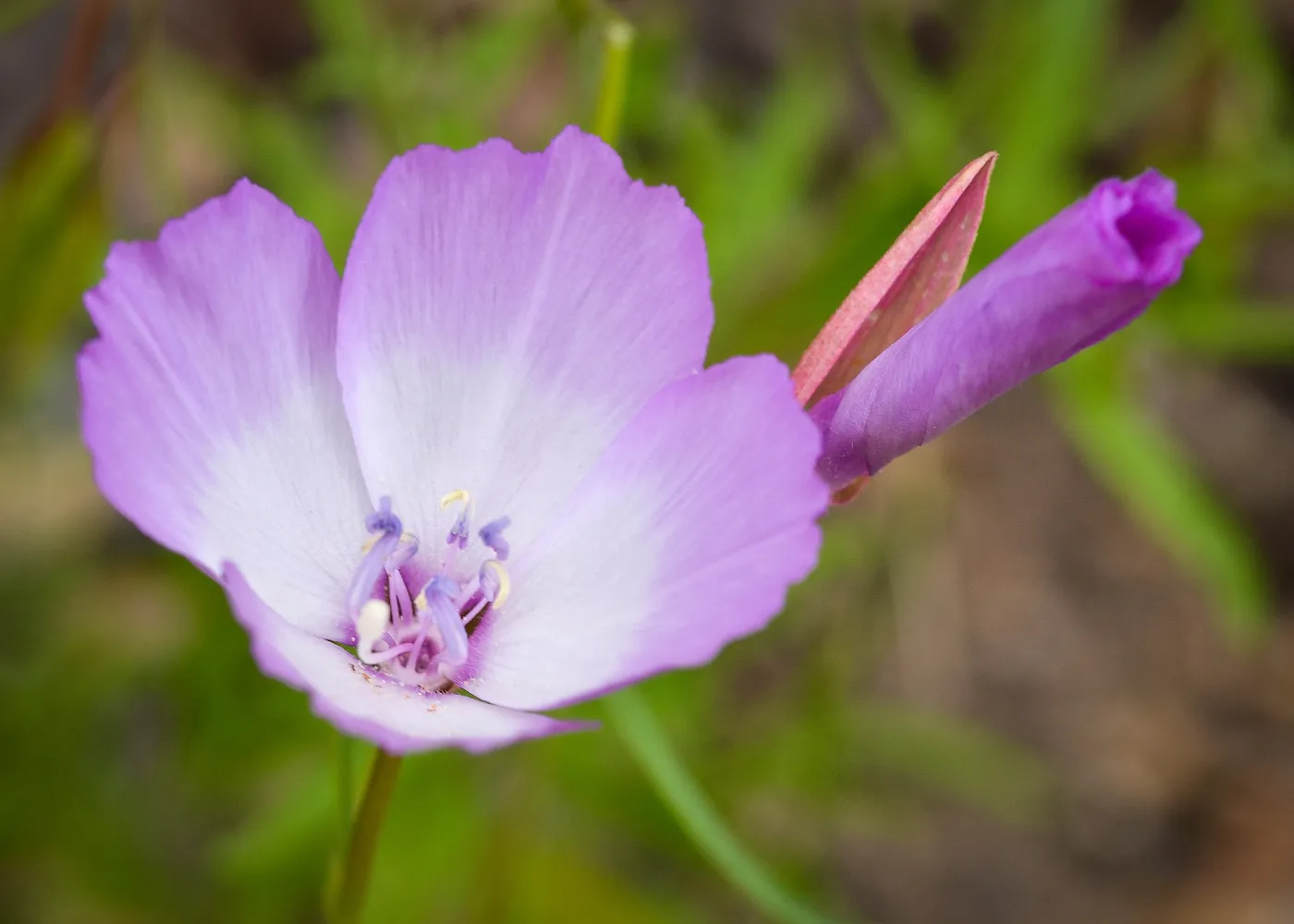 Sidalcea, SBBG Photo Contest 2013