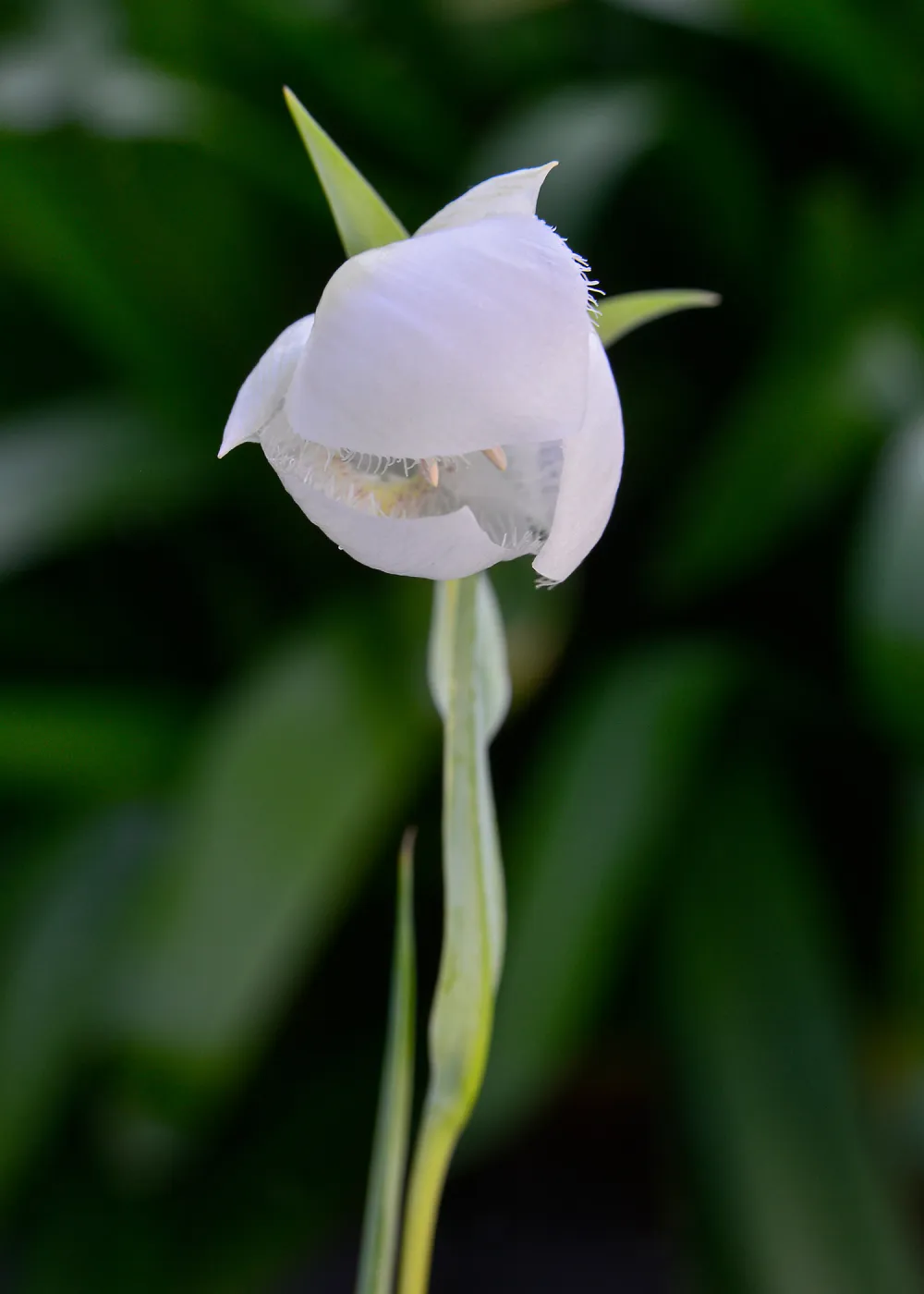 white Fairy lanterns, SBBG Photo Contest 2013