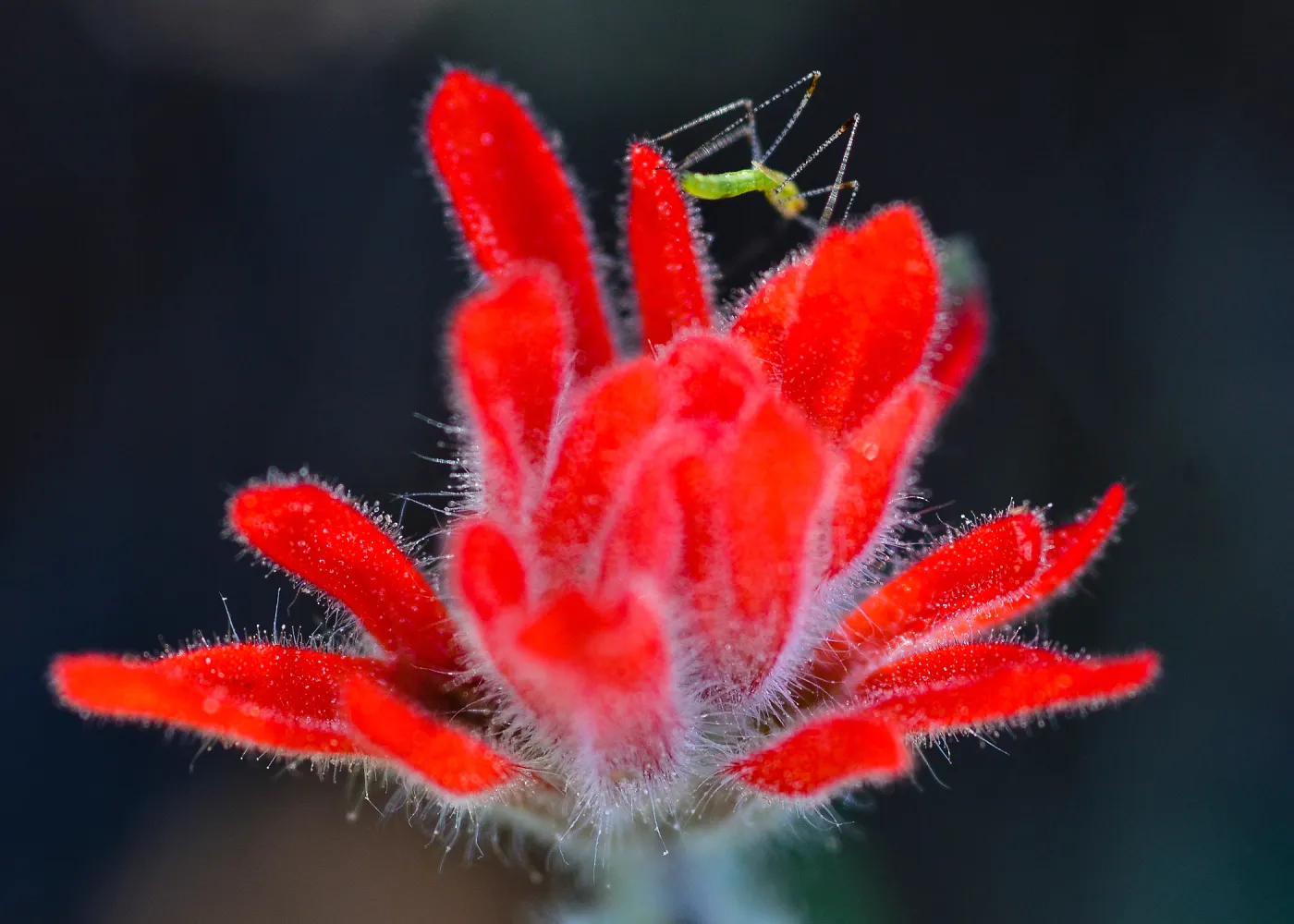 insect on Castilleja, SBBG Photo Contest 2013