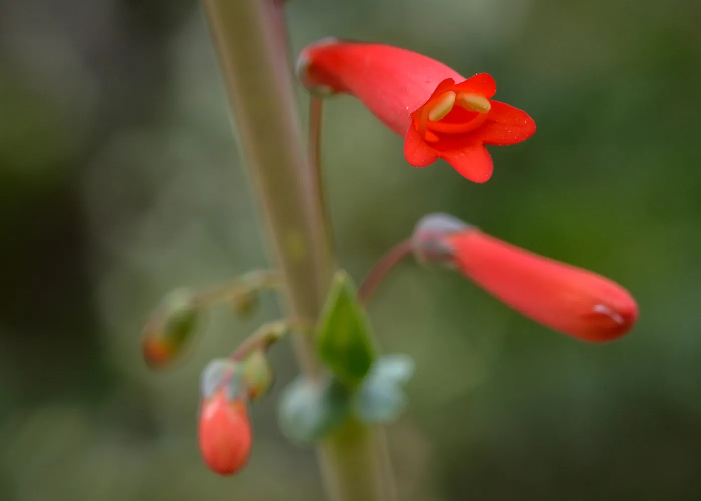 Scarlet bugler, SBBG Photo Contest 2013