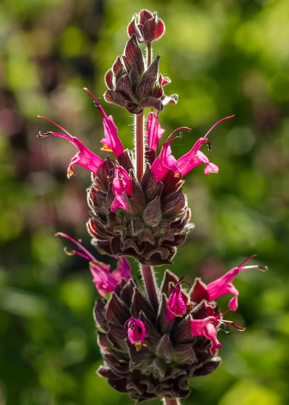 Hummingbird sage at SBBG, Salvia spathacea, SBBG Photo Contest 2013