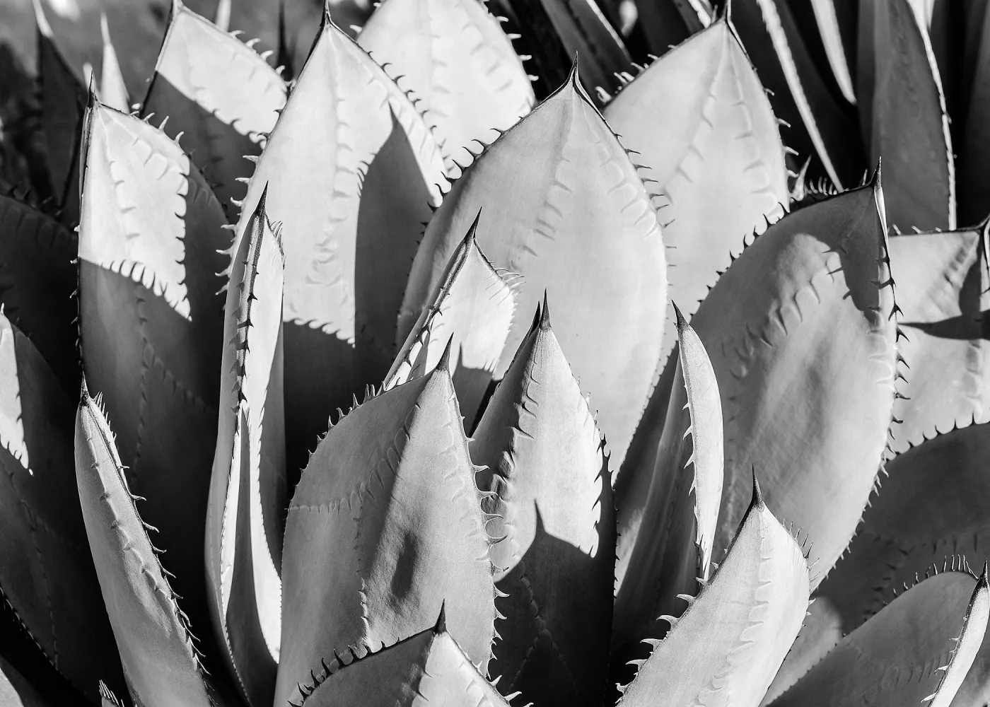 Agave (Century Plant), black and white, SBBG Photo Contest 2013
