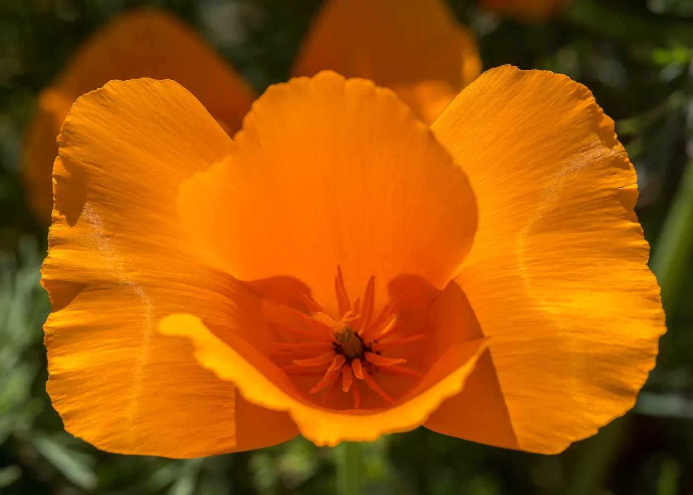 California poppy, SBBG Photo Contest 2013