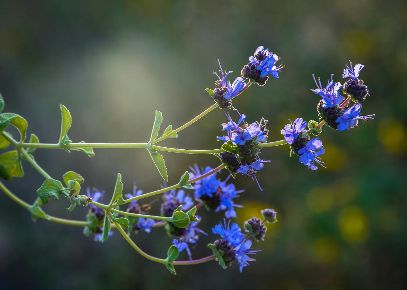 Salvia,(sage) SBBG Photo Contest 2013