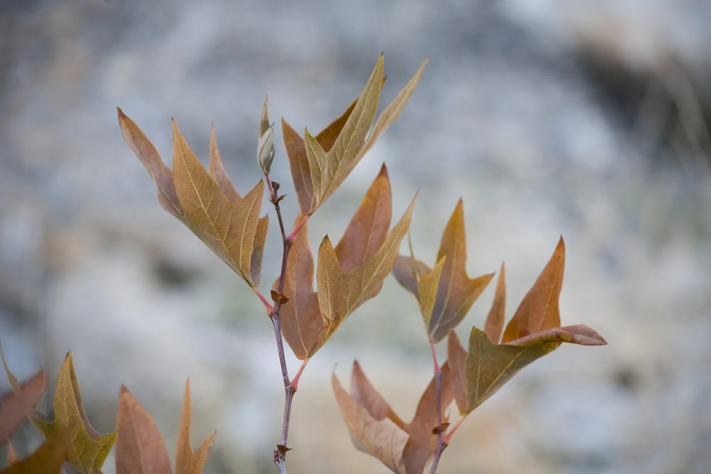 Sycamore leaves, SBBG Photo Contest 2013