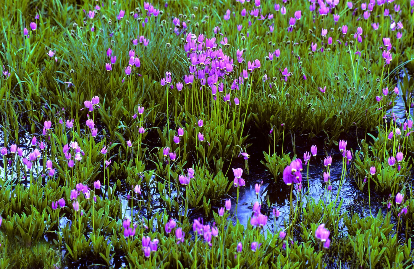 Dodecatheon, Shooting stars, Sequoia, SBBG Photo Contest 2013