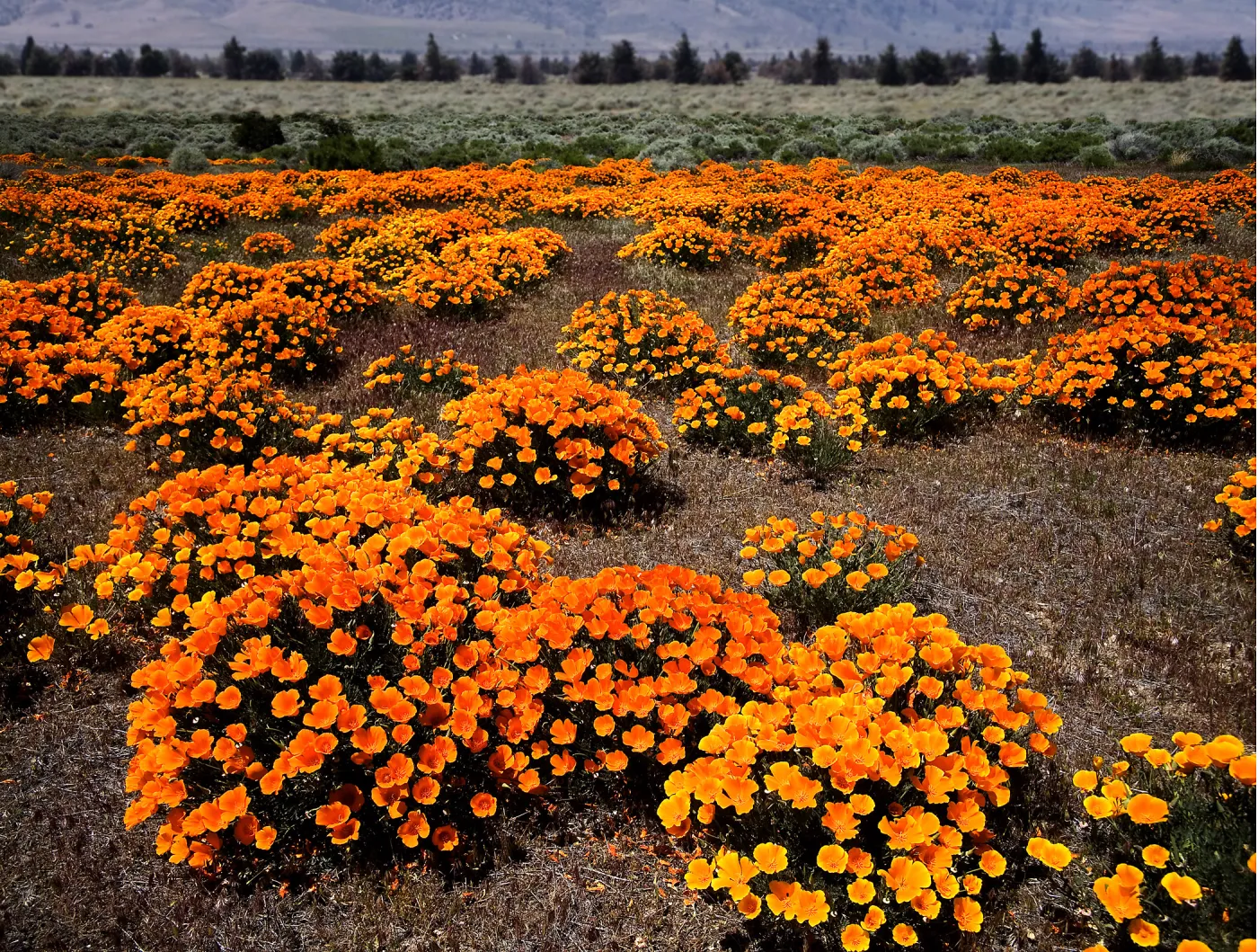 clumps of California poppies, SBBG Photo Contest 2013