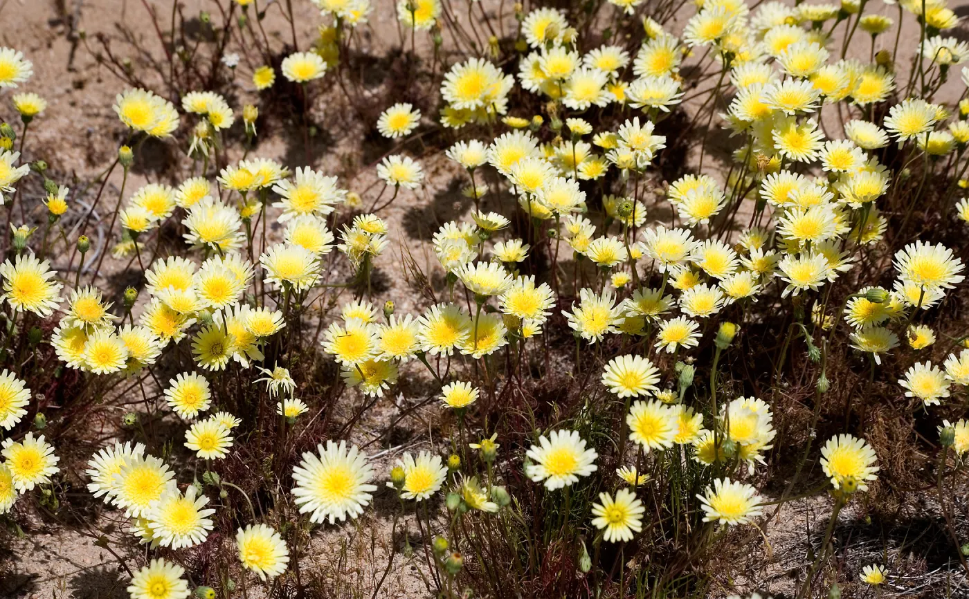 Desert dandelion, near Death Valley, SBBG Photo Contest 2013