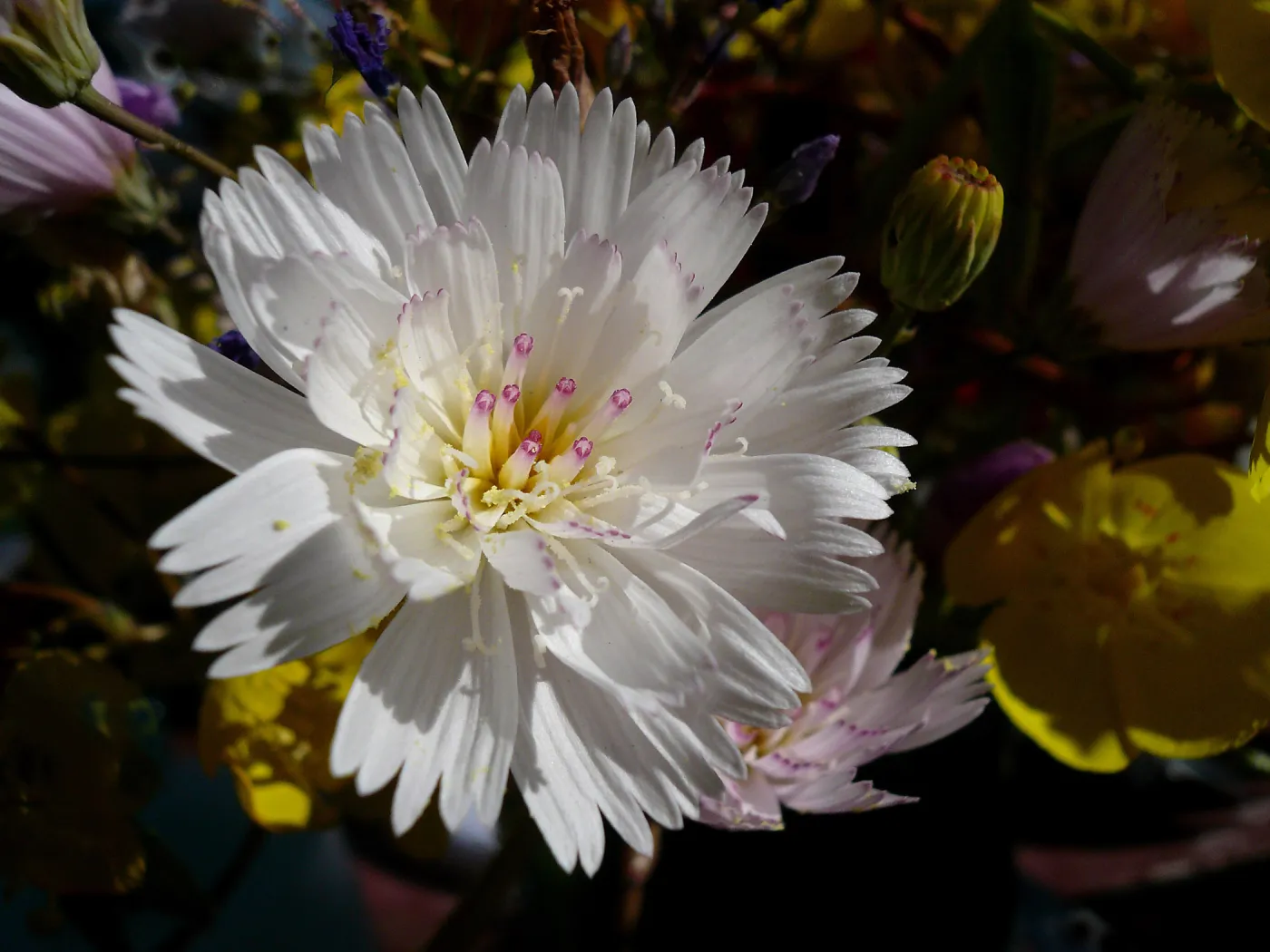 Tobacco weed, near Death Valley, SBBG Photo Contest 2013