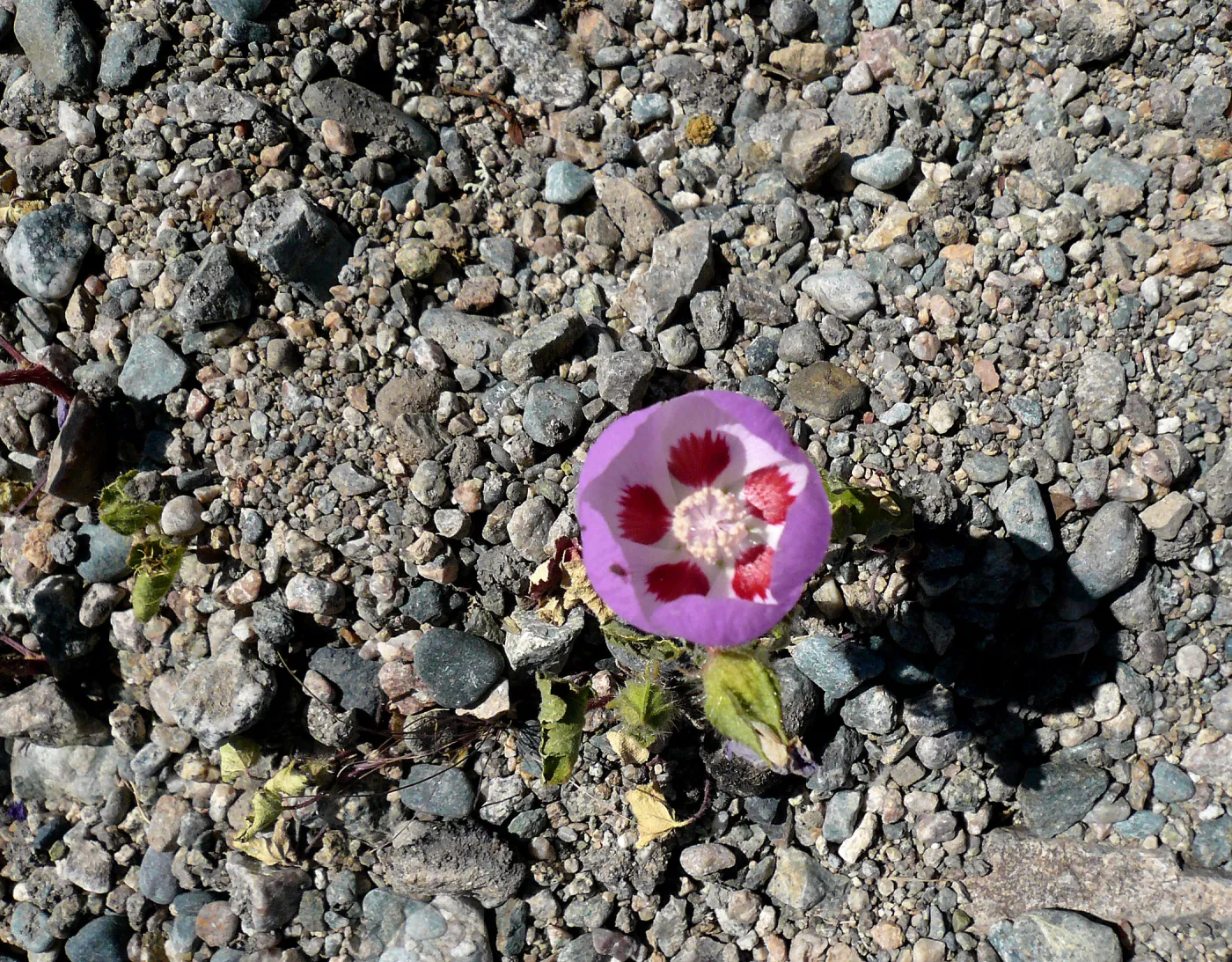 Desert Five Spots, Mojave Desert, SBBG Photo Contest 2013