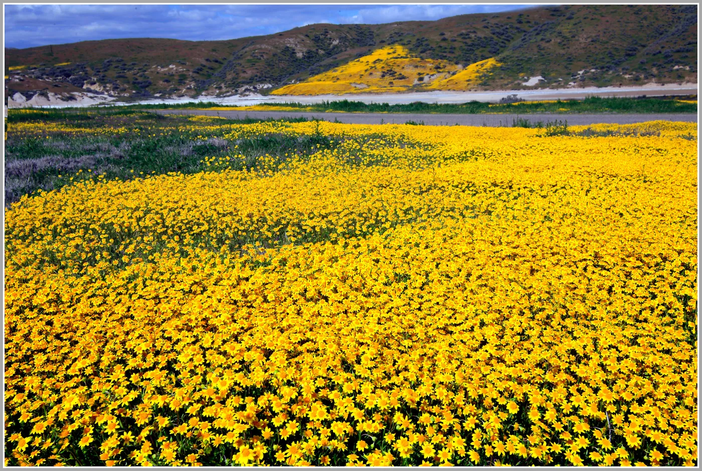 Goldfields, Cuyama River Valley, wildflower display, SBBG Photo Contest 2013