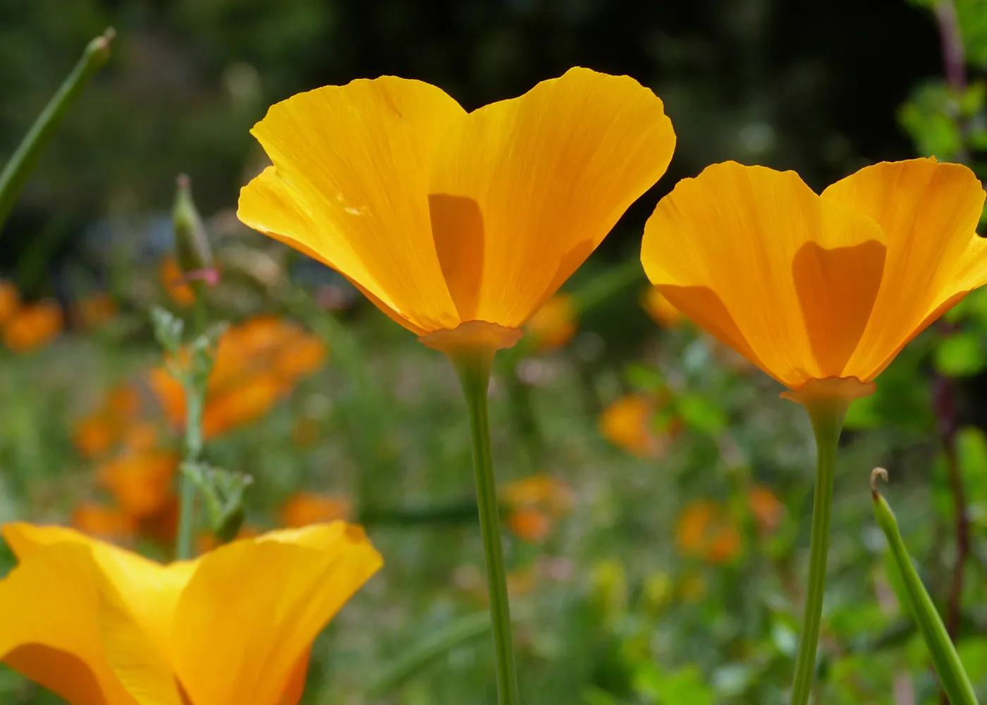 California poppies, SBBG Photo Contest 2013