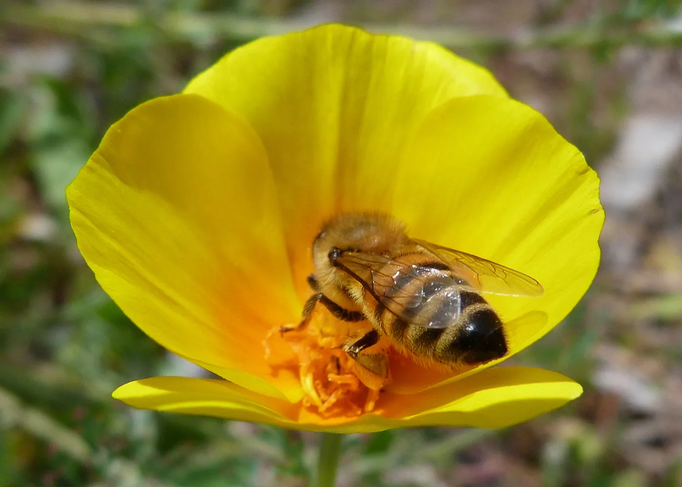Honeybee visiting California poppy, SBBG Photo Contest 2013