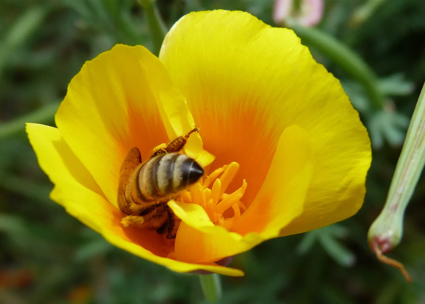 Honeybee visiting California poppy, SBBG Photo Contest 2013