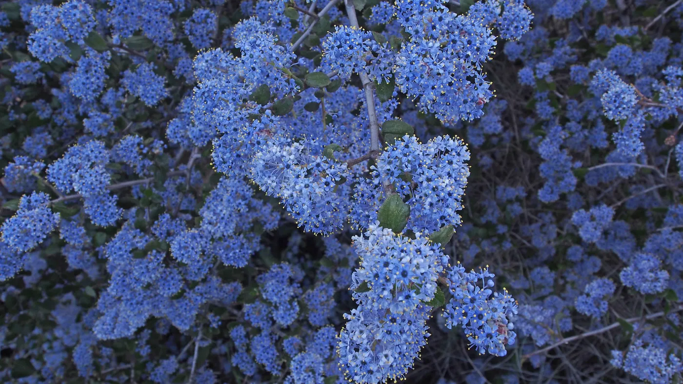 Blue Ceanothus (California Lilac), Santa Monica Mountains Natural Resource Area, SBBG Photo Contest 2013