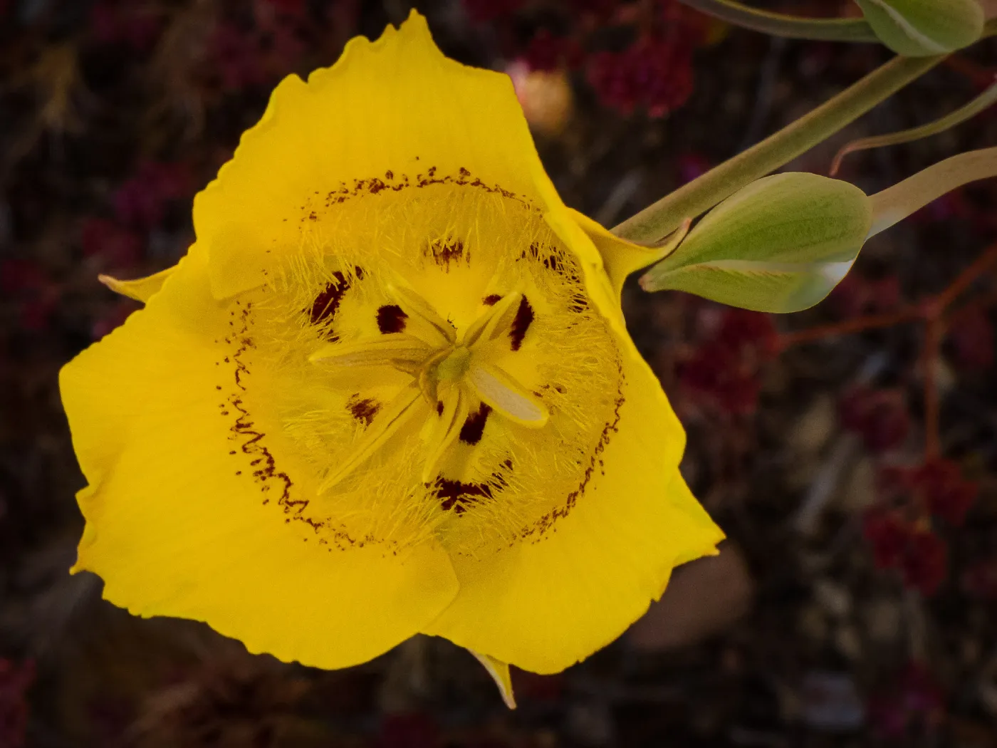 yellow Mariposa Lily, SBBG Photo Contest 2013