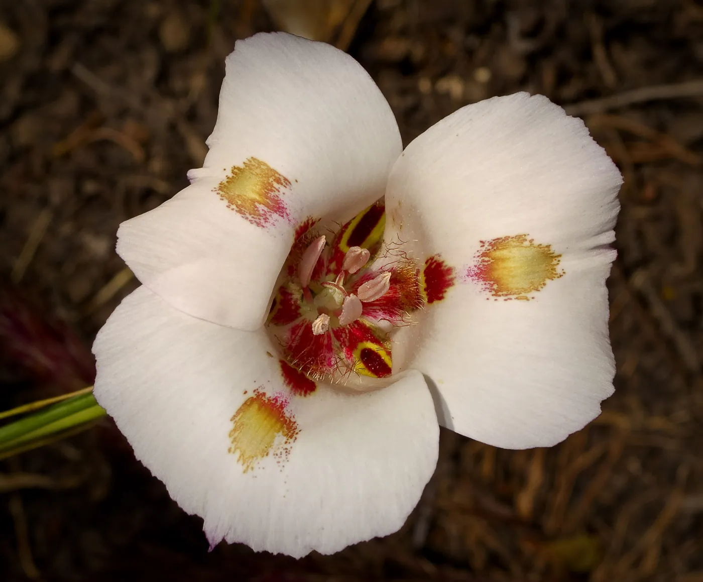 Mariposa Lily, SBBG Photo Contest 2013