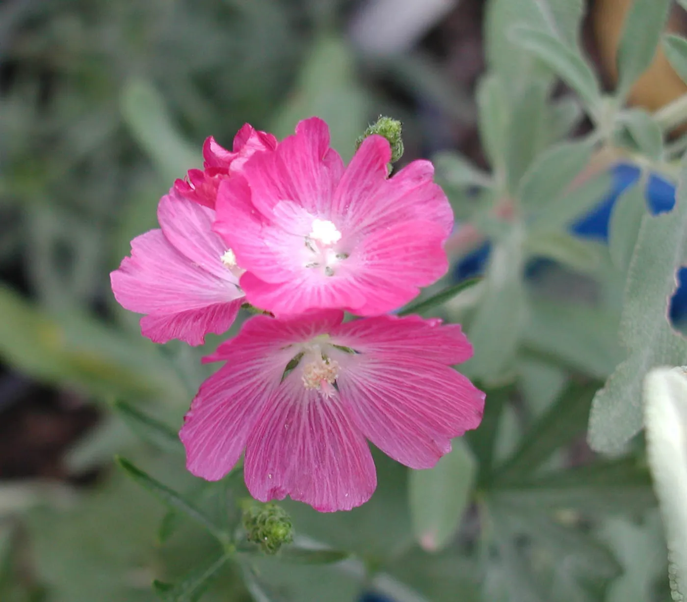 Sidalcea malvaflora, SBBG Photo Contest 2013