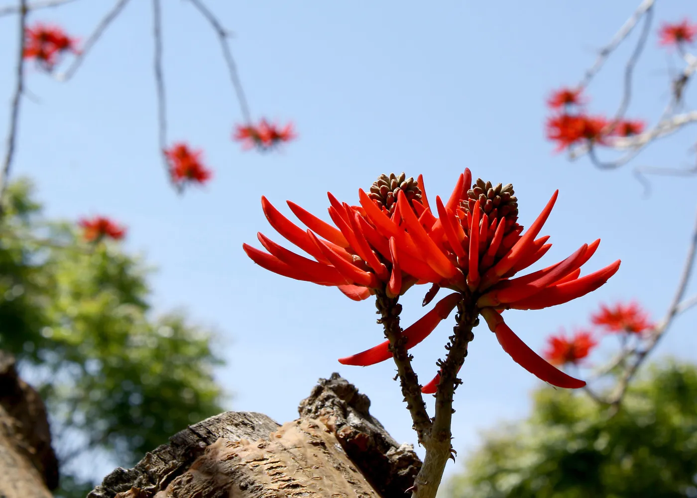 Erythrina coralloides in bloom, SBBG Photo Contest 2013