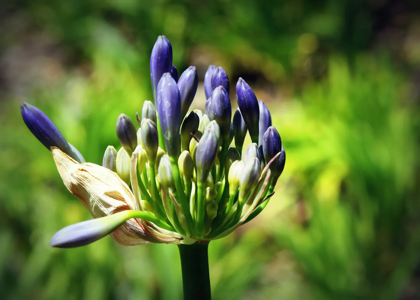 Allium flowers in home garden, SBBG Photo Contest 2013