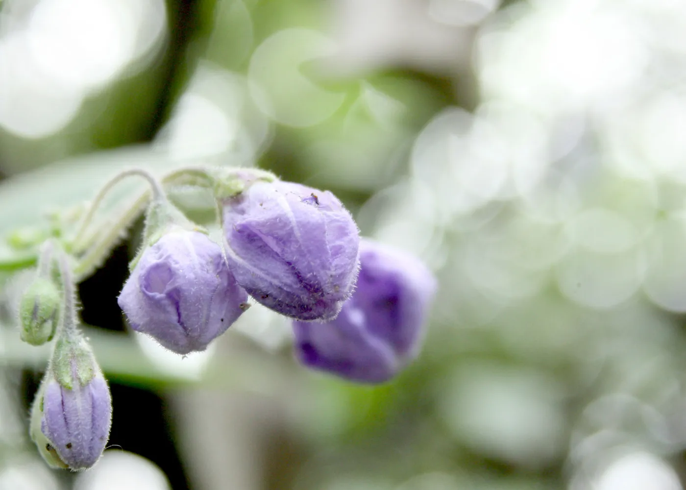 Cachuma Lake, SBBG Photo Contest 2013