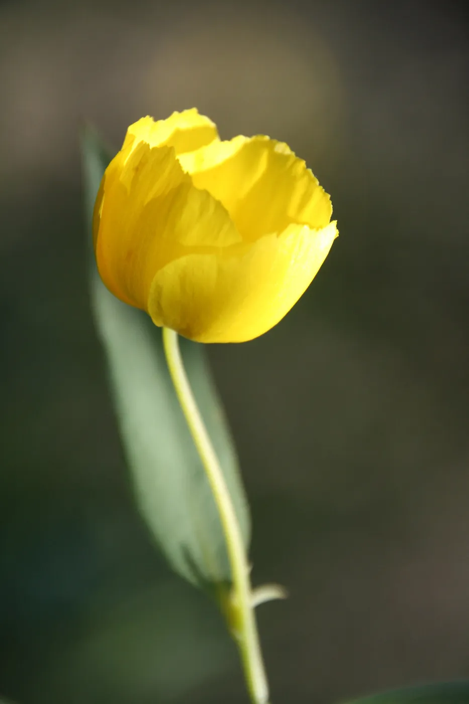 Awakening, Santa Barbara foothills, SBBG Photo Contest 2013