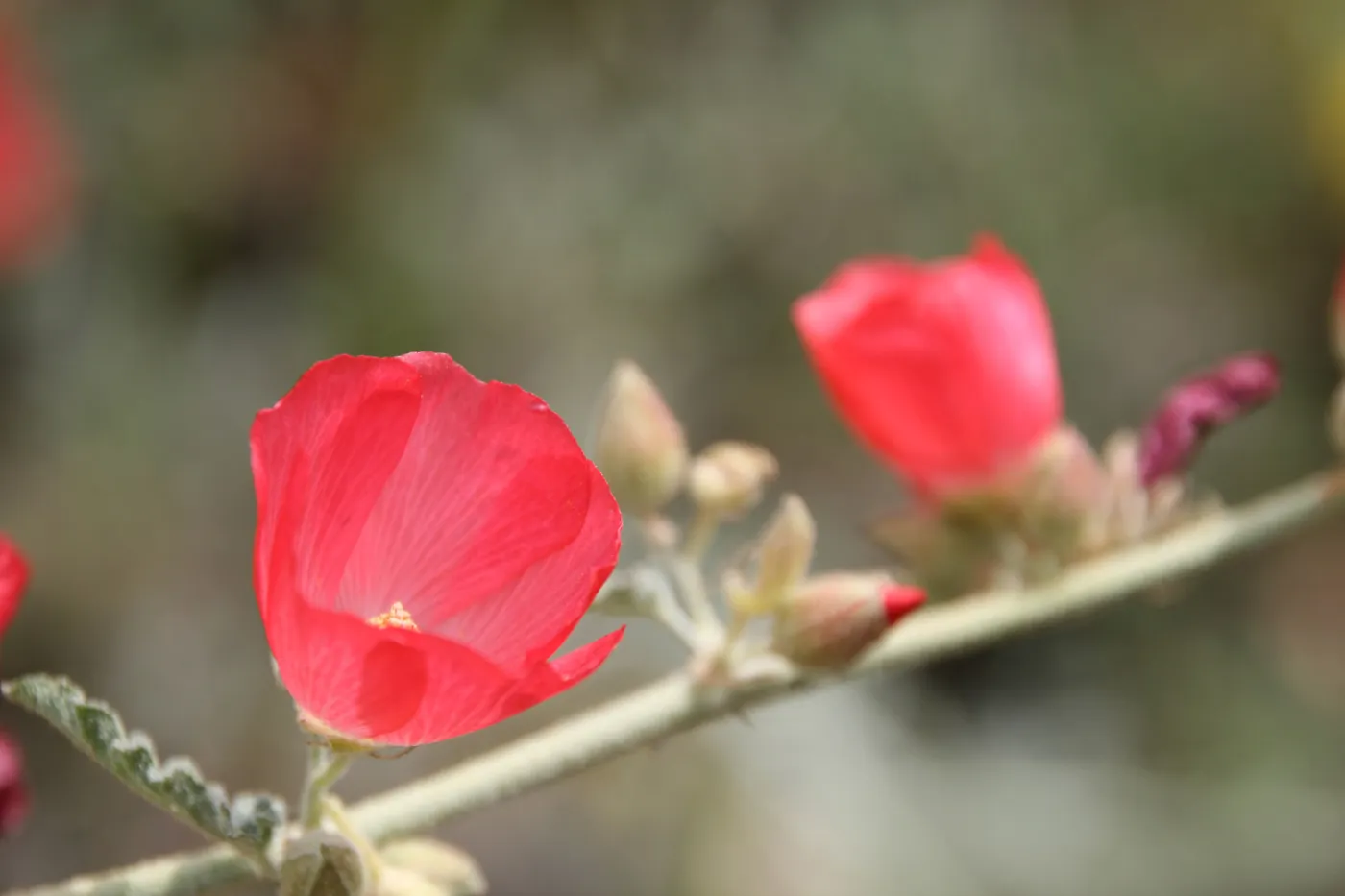 Light at Dawn: Bush mallow, SBBG, SBBG Photo Contest 2013