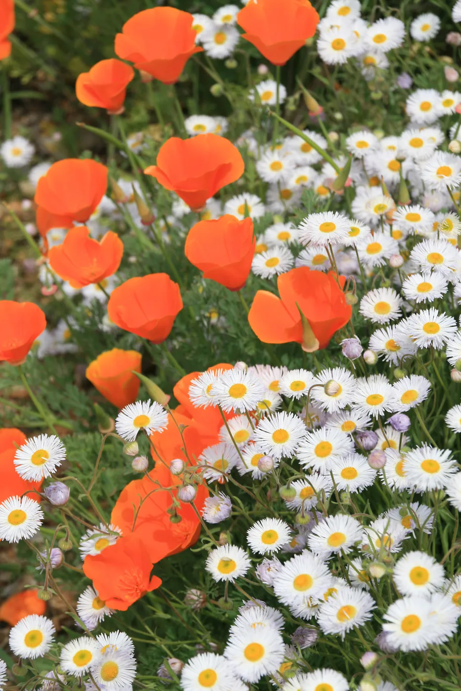 Native Bouquet: California poppies and daisies (Erigeron divergens), SBBG, SBBG Photo Contest 2013