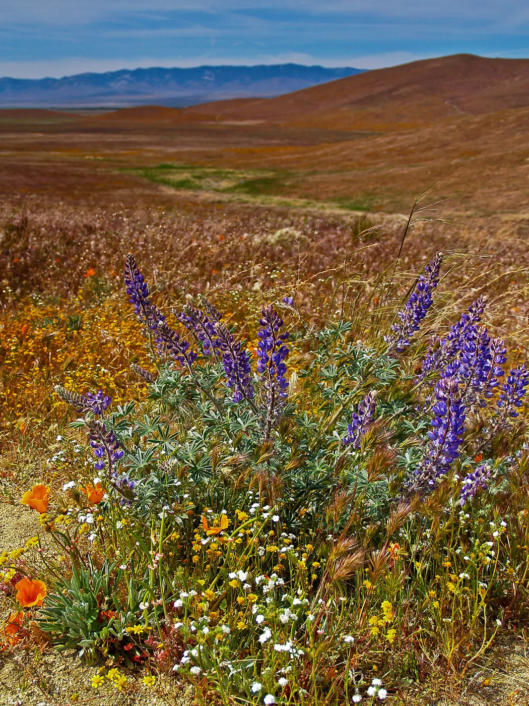 Wildflower display with lupine, Poppy Preserve, California, SBBG Photo Contest 2013