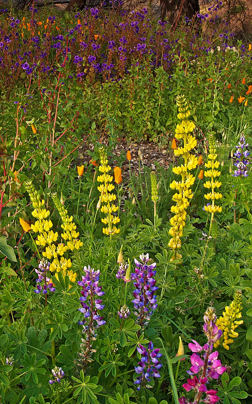 Field of yellow Lupine, SBBG wildflower display, SBBG Photo Contest 2013