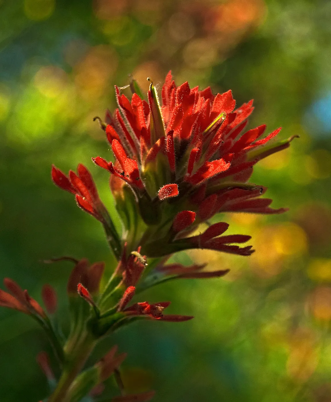 Red Paint Brush in Alisal Canyon, Castilleja, SBBG Photo Contest 2013