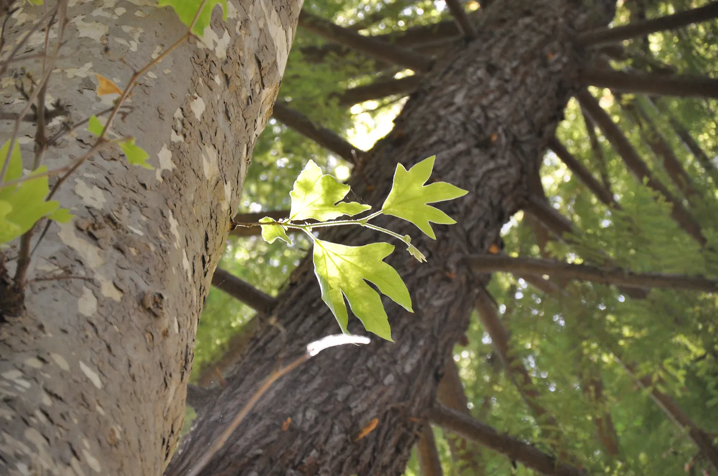 Sycamore and Coast Redwood trees at SBBG, SBBG Photo Contest 2013 