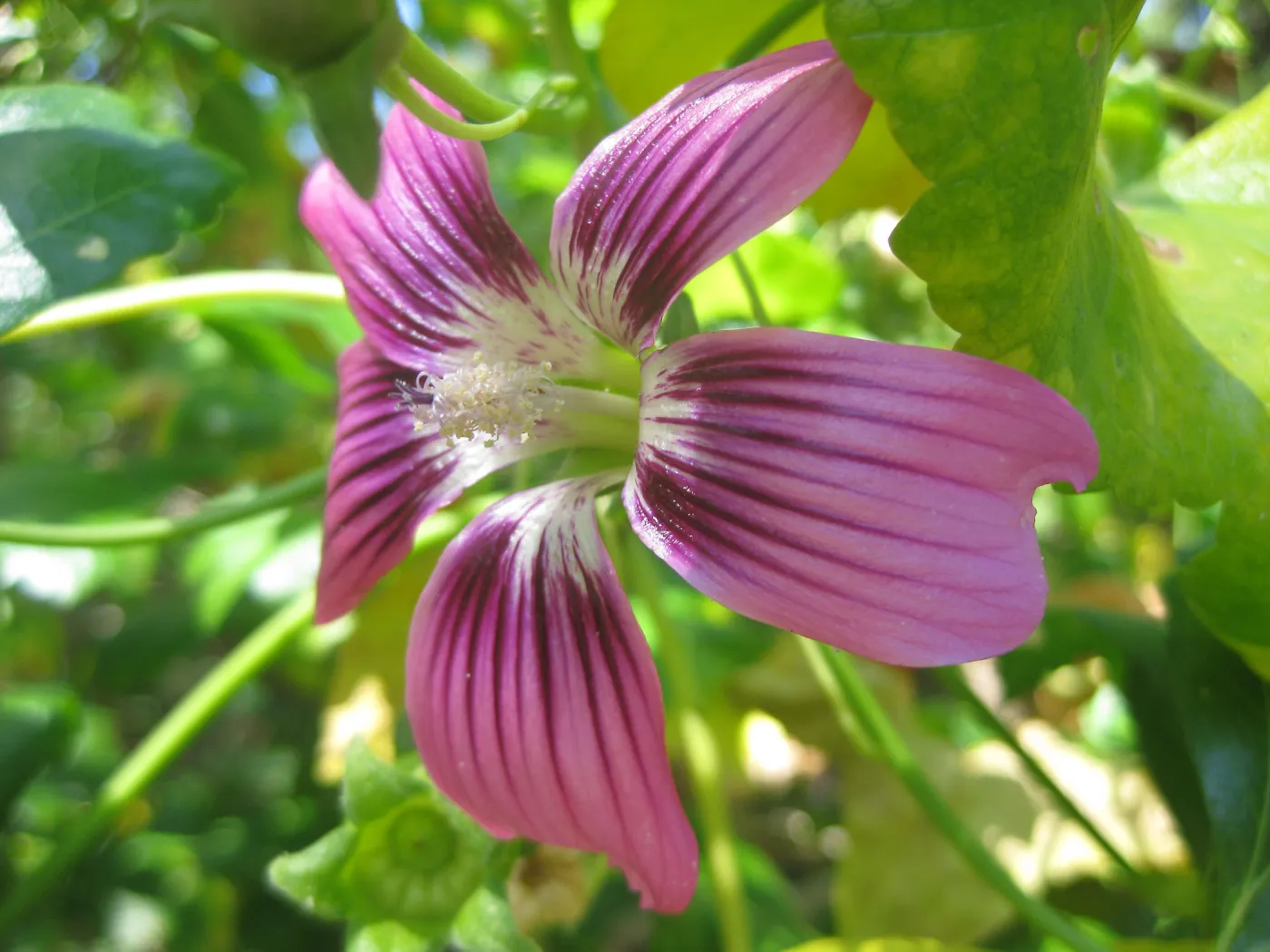 lavatera flower in the SBBG Conservation Display, SBBG Photo Contest 2013