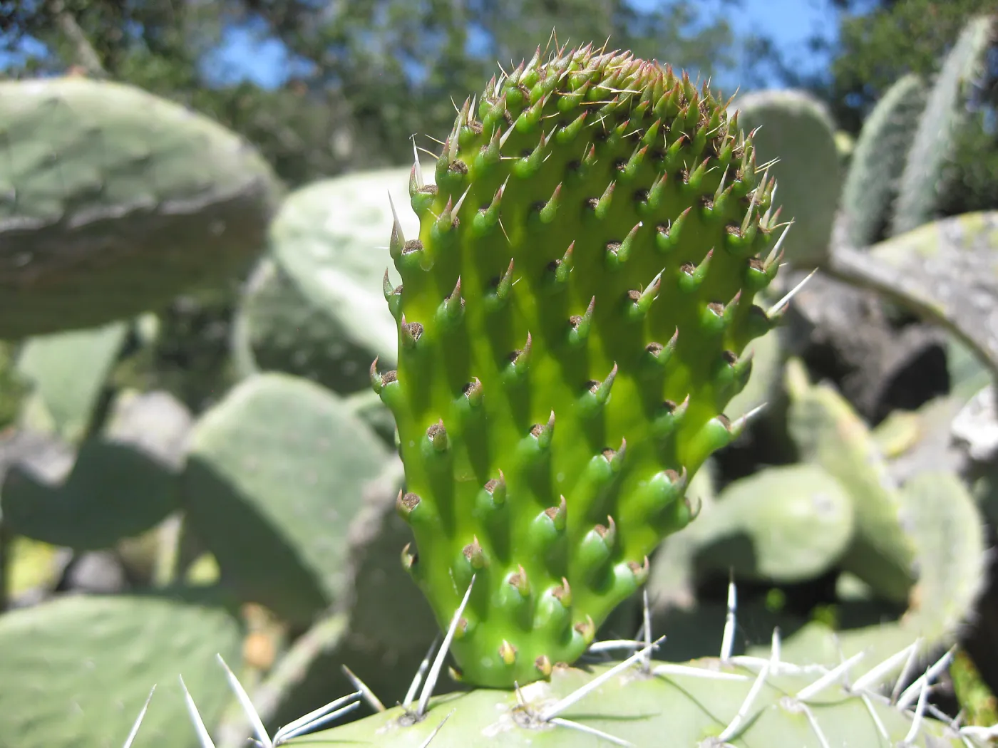 cactus pad (Prickly-pear) with spines, SBBG Desert Section, SBBG Photo Contest 2013