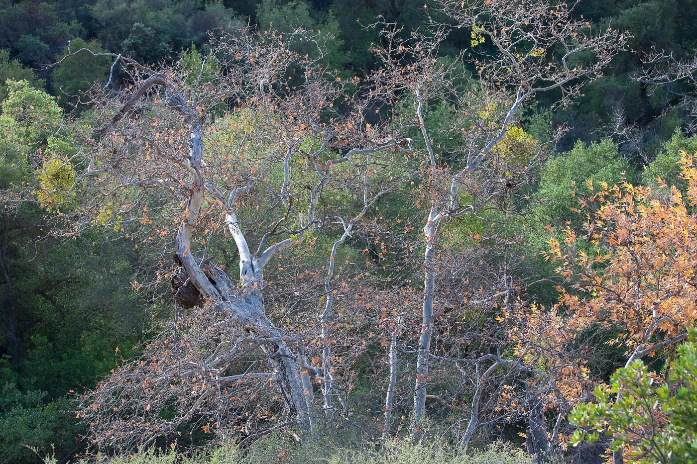 deciduous tree, SBBG Photo Contest 2013