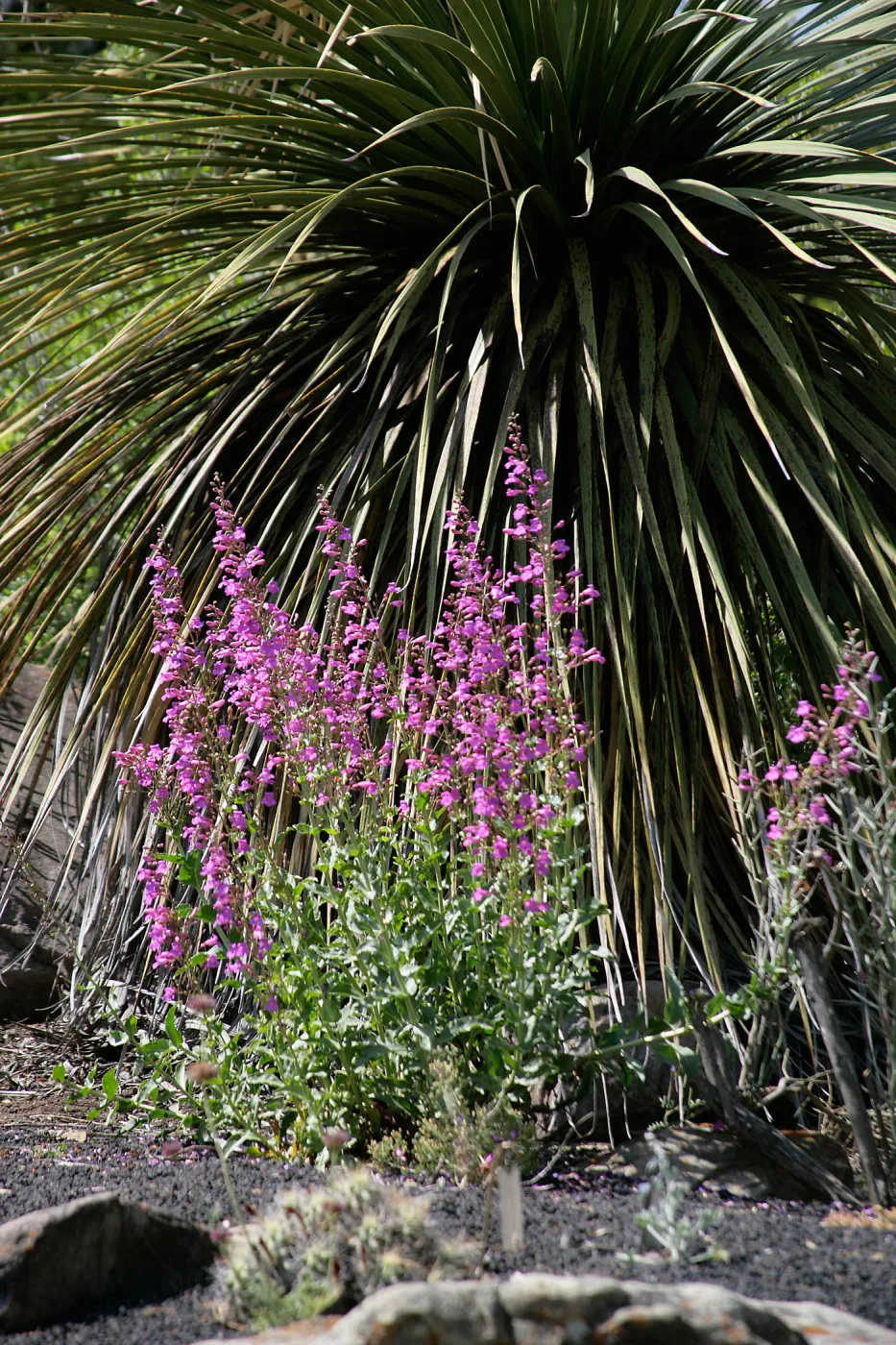 Penstemon in the Desert Section at SBBG, SBBG Photo Contest 2013