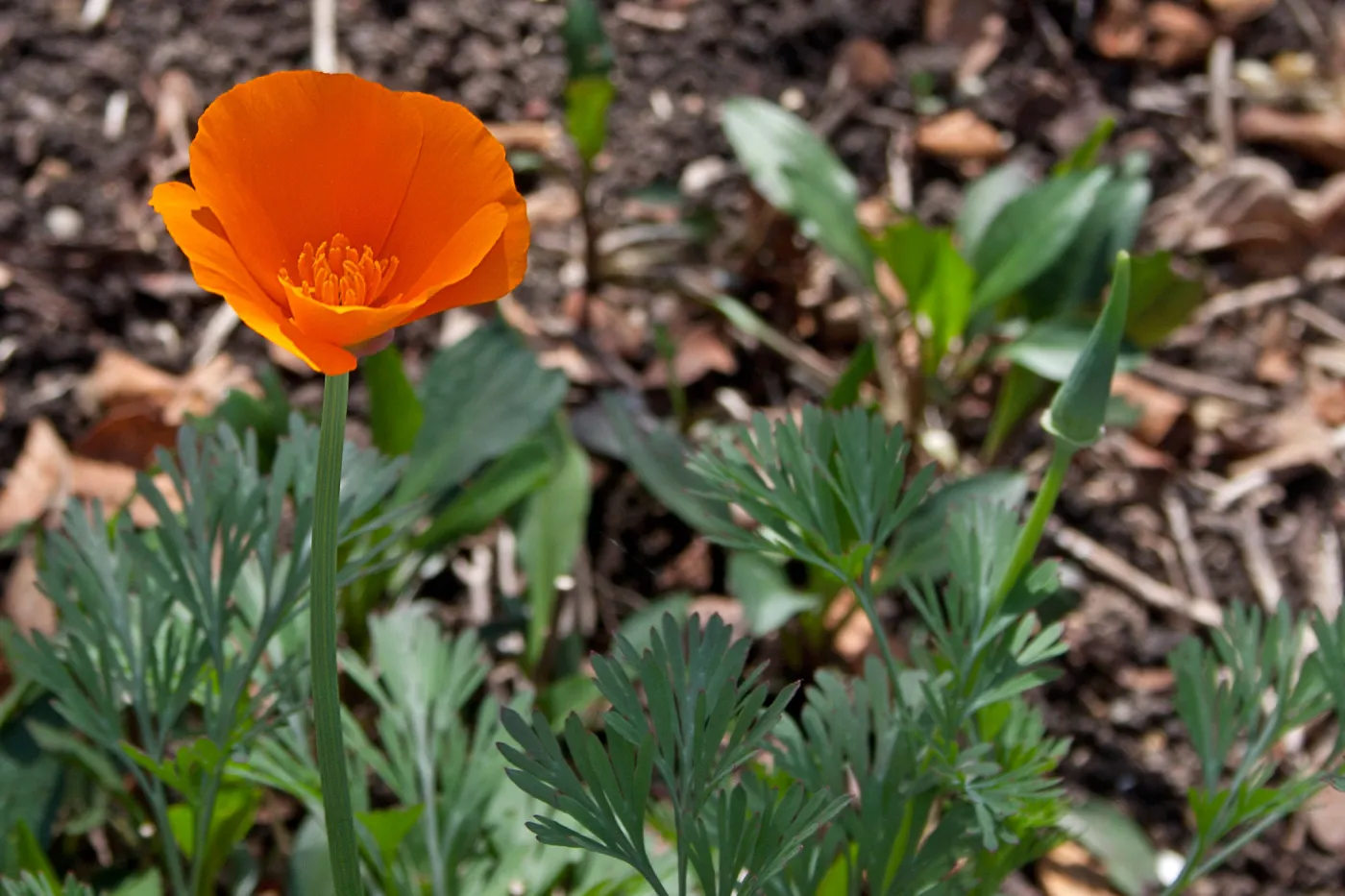 California poppy, SBBG Photo Contest 2013