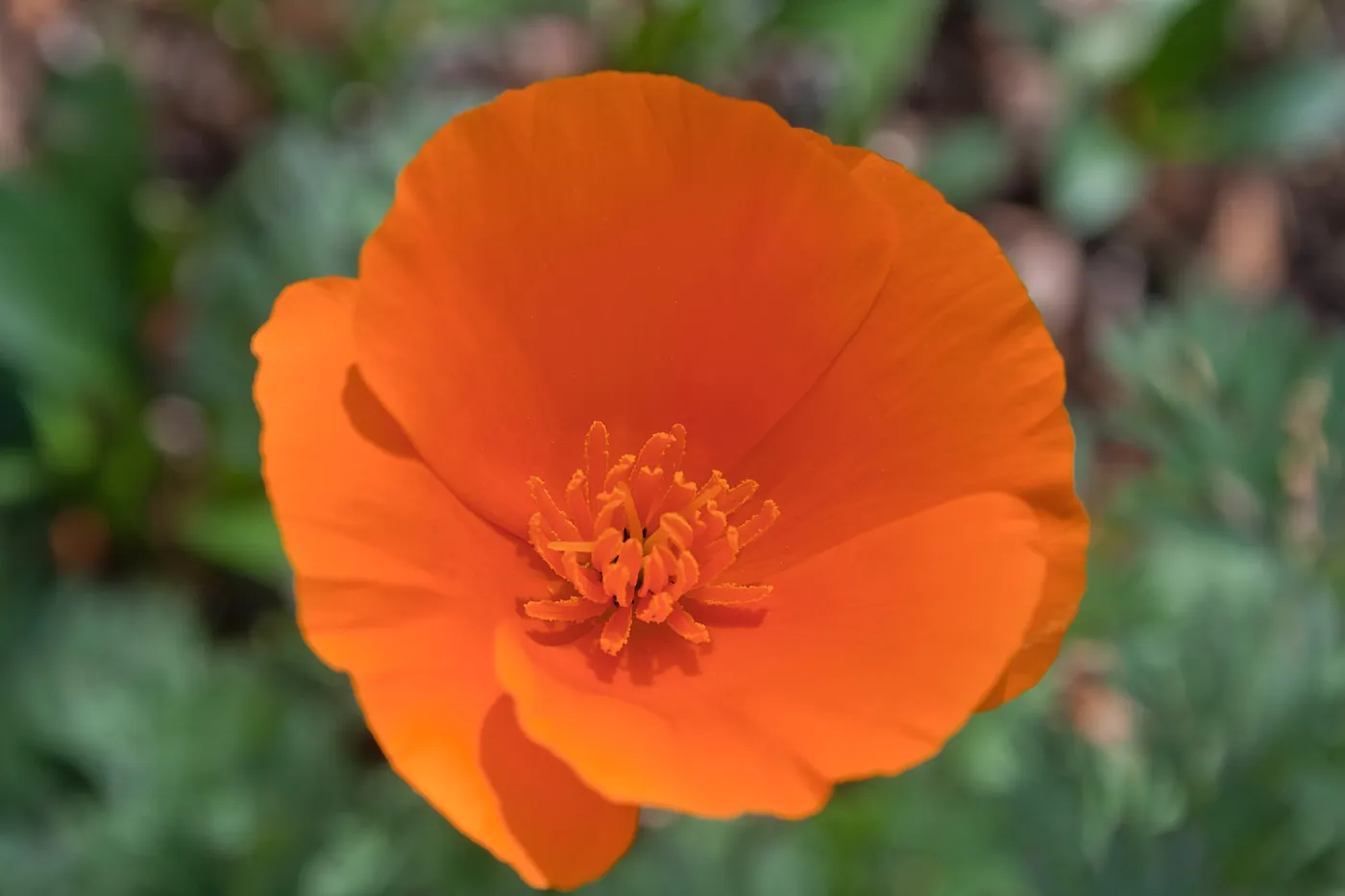 California poppy, SBBG Photo Contest 2013