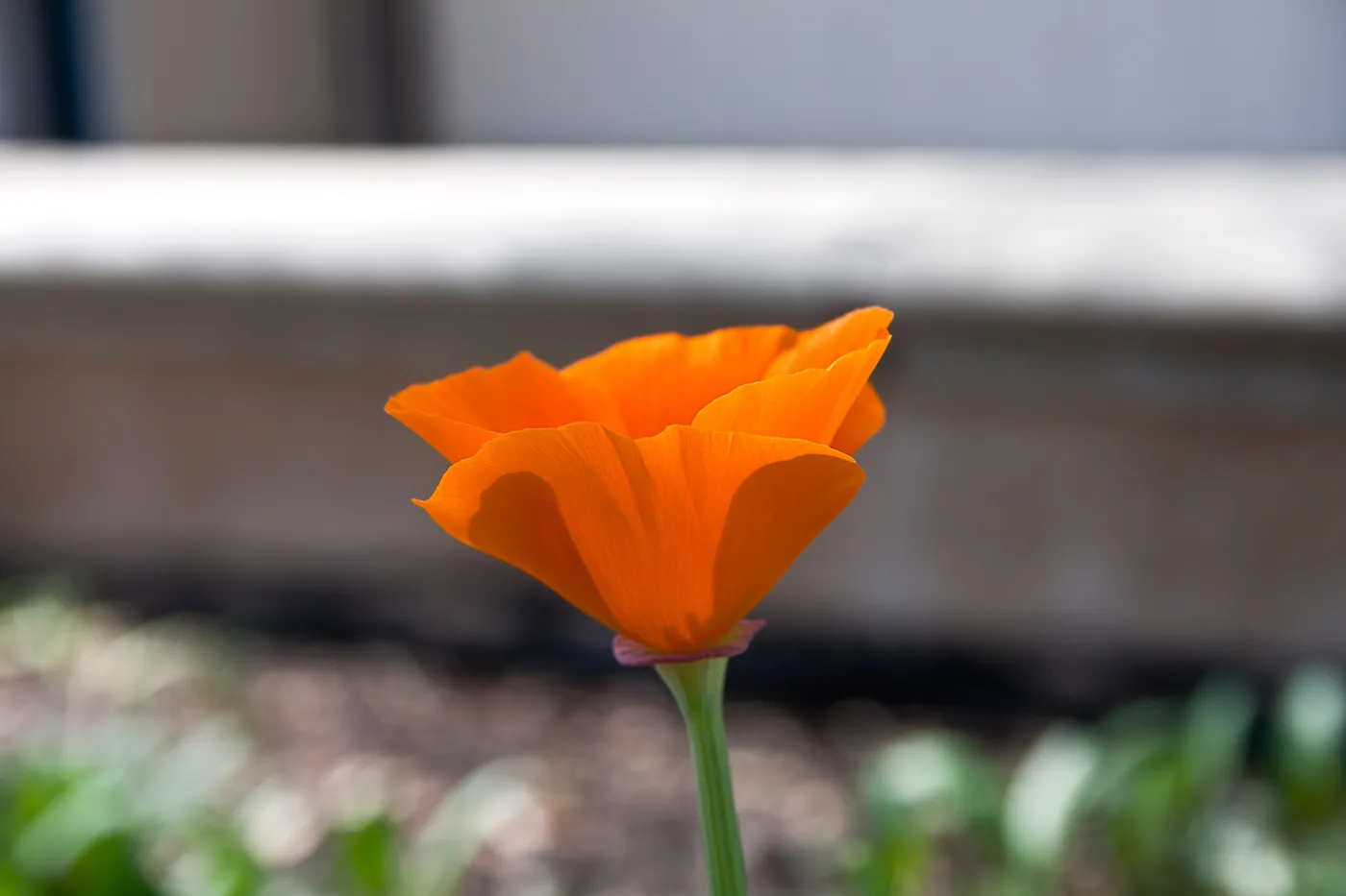 California poppy, SBBG Photo Contest 2013
